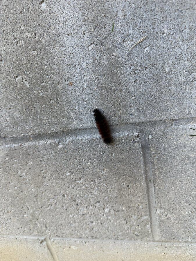 wooly worm 3.jpg